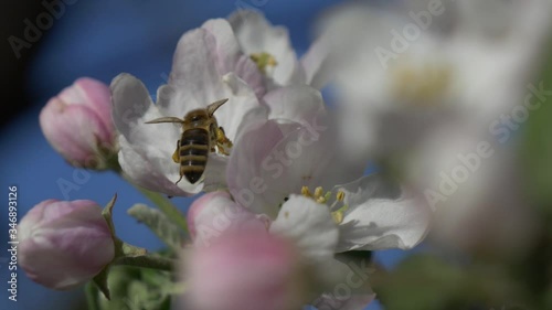 Bee pollinates a flower