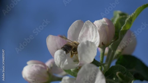 Bee pollinates a flower