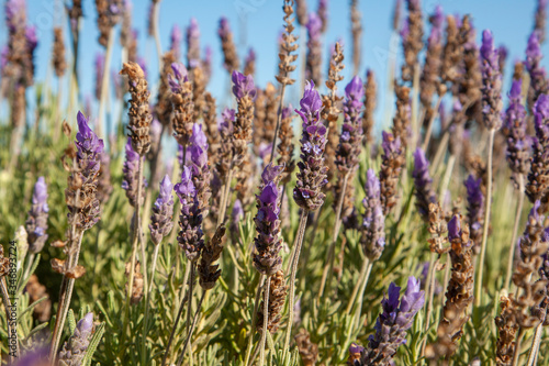 Lavender in bloom with blue skies in the background of the garden.. © Danie Nel