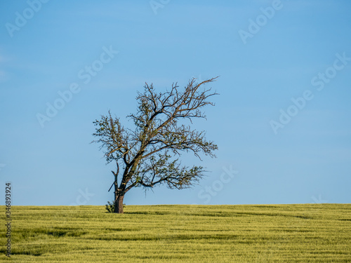 Einzelner Baum im Frühjahr