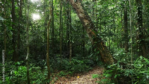 Wallpaper Mural smooth video of soil footpath in rainforest of southern Thailand in spring season. With sun light go through the trees. Torontodigital.ca