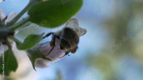 Bumblebee pollinates a flower