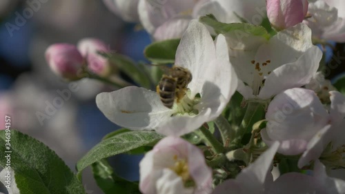 Bee pollinates a flower