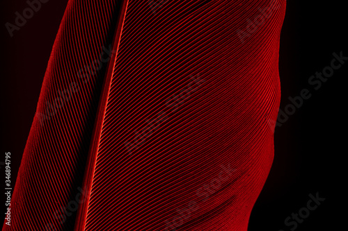 Beautiful red feather pattern texture background ,Red macro feather,Macaw Feathers (Maroon) Feather, Bird, Animal, Maroon, Red,Red feather ,Feather, Taiwan, Black Color, Close-up, Backgrounds