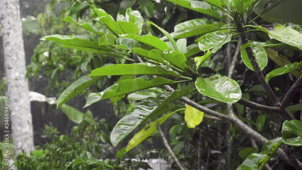 Summer shower in the dense forest, water droplets on green leaves Summer shower in the dense forest, water droplets on green leaves