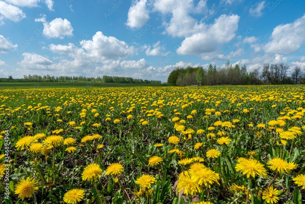 a field of yellow dandelions on a Sunny spring day