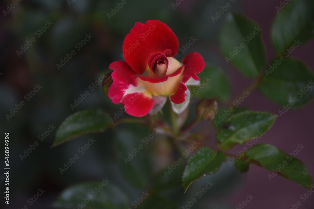 Rose Flowers in Sri Lanka 