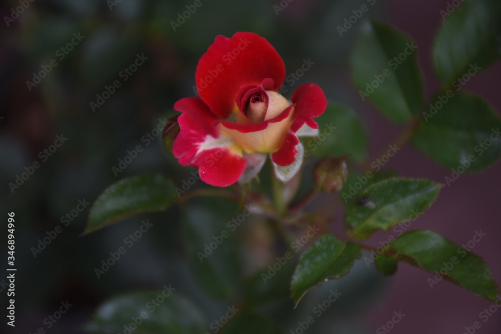 Rose Flowers in Sri Lanka Rose Flowers in Sri Lanka