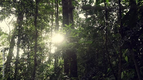Wallpaper Mural The rays of the sun go through the rainforest trees in Thailand. light hits on leaves and flare with sunset lighting. soft focuse and slow motion. Torontodigital.ca