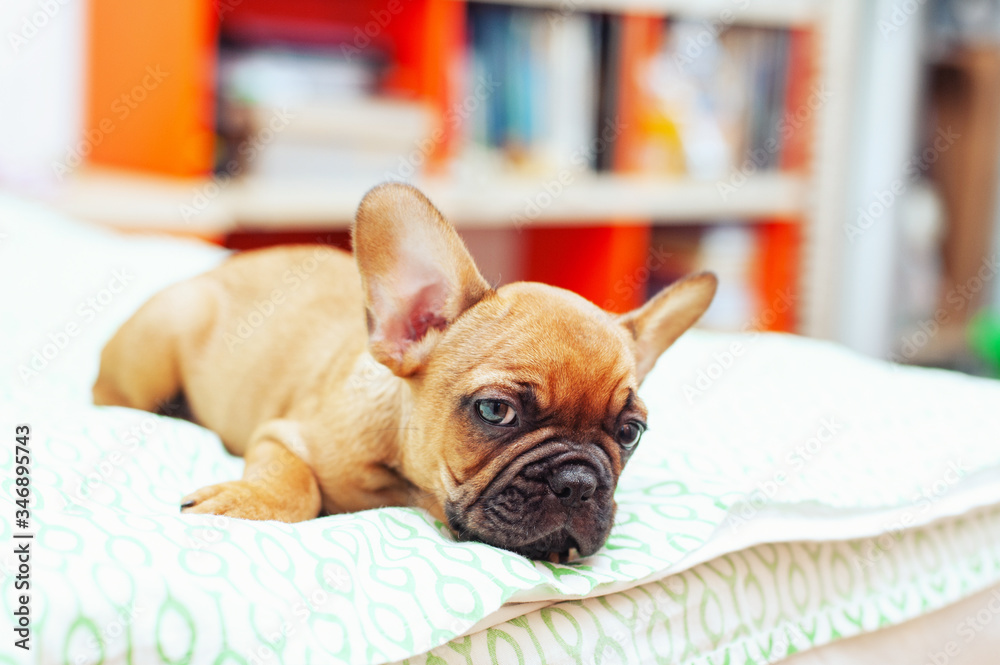 Funny French Bulldog puppy is lying on the bed and look at the camera