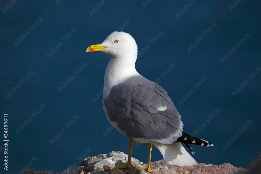 Fototapeta premium Gabbiano - italia - liguria - scogliera