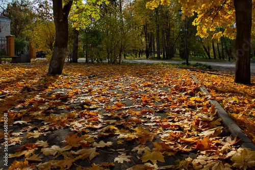 Russia. Moscow region, Istra. City Park near The new Jerusalem monastery. Maple autumn in the Park
