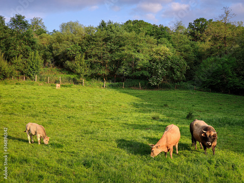 Calf, cow and bull grazing in grassland near Oviedo, Spain.