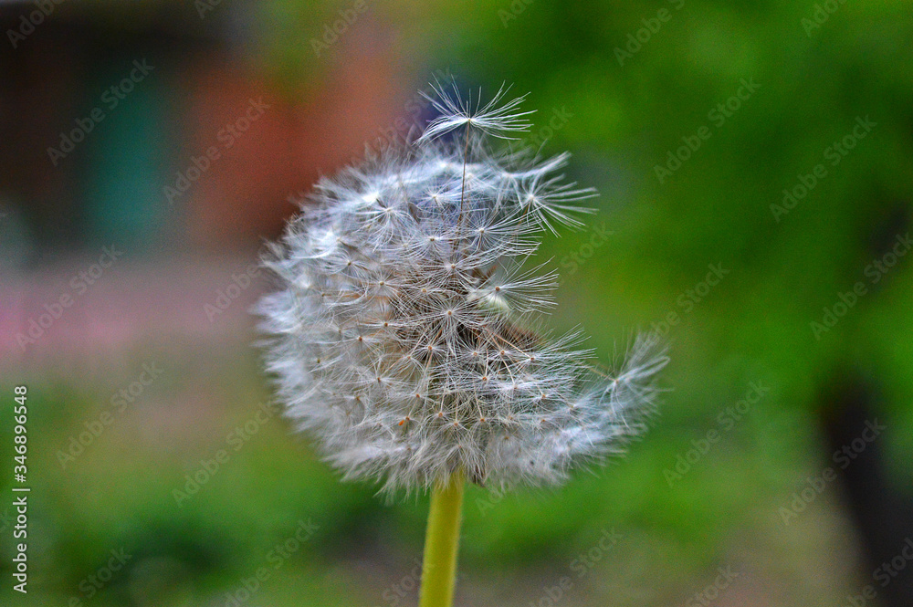 Dandelion seeds blown away by the wind, beautiful dandelion.
