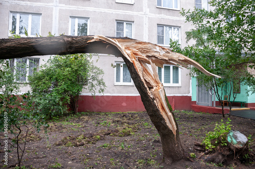 One tree broken by a hurricane near a multi-storey building in the city. The consequences of a summer thunderstorm