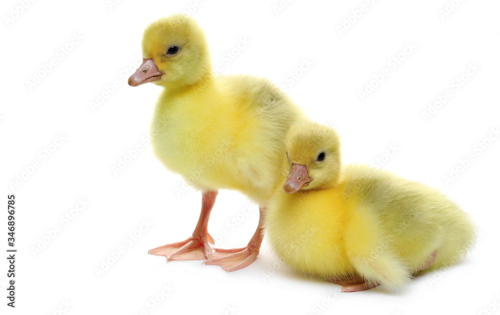 Gosling isolated on white background Gosling isolated on white background