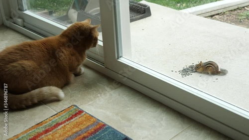 Cat watches and reacts to a chipmunk on the other side of a glass door 4K