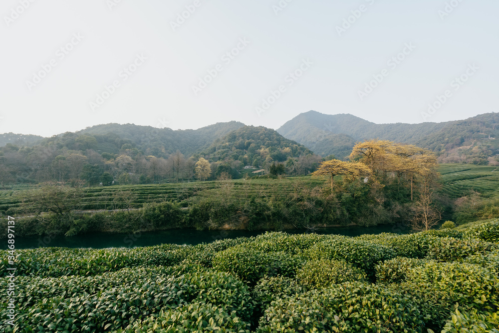 Fototapeta premium tea plantation