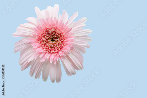 Fototapeta Naklejka Na Ścianę i Meble -  Pink gerbera flower on blue background.