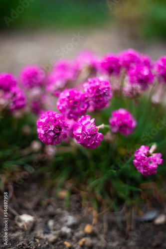 Purple flowers