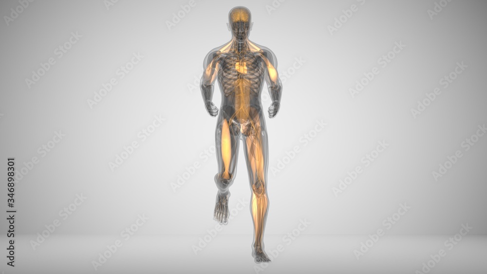3d illustration of a running man with muscle lighting