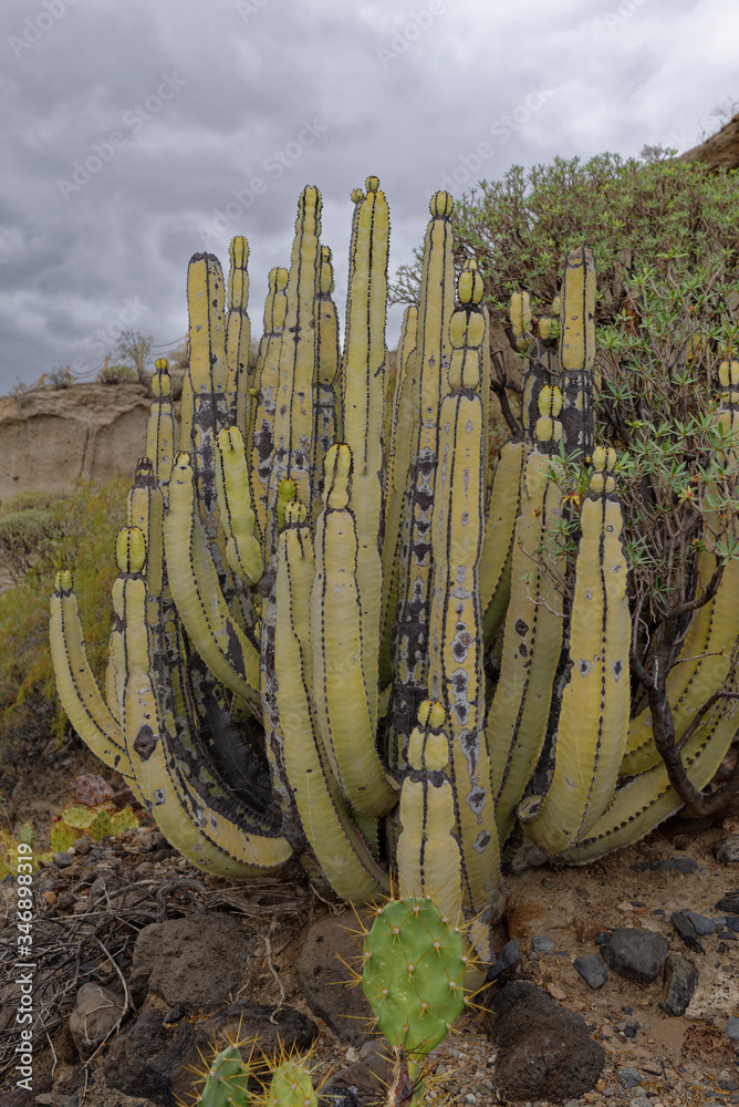 The clump forming Succulent Euphorbia canariensis in a water carved Volcanic Rock Vally on the Island of Tenerife. The clump forming Succulent Euphorbia canariensis in a water carved Volcanic Rock Vally on the Island of Tenerife.