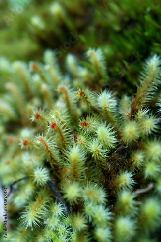 Close up of wild plants with morning dew on the way climbing to Huayna Picchu mountain, Cuzco region, Peru