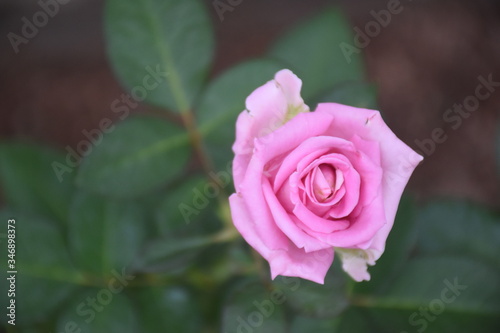 Rose Flowers in Sri Lanka 