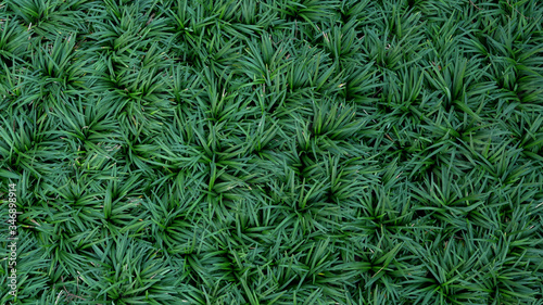 Green leaves plant Mondo Grass Ophiopogon Japonicus garden background photo