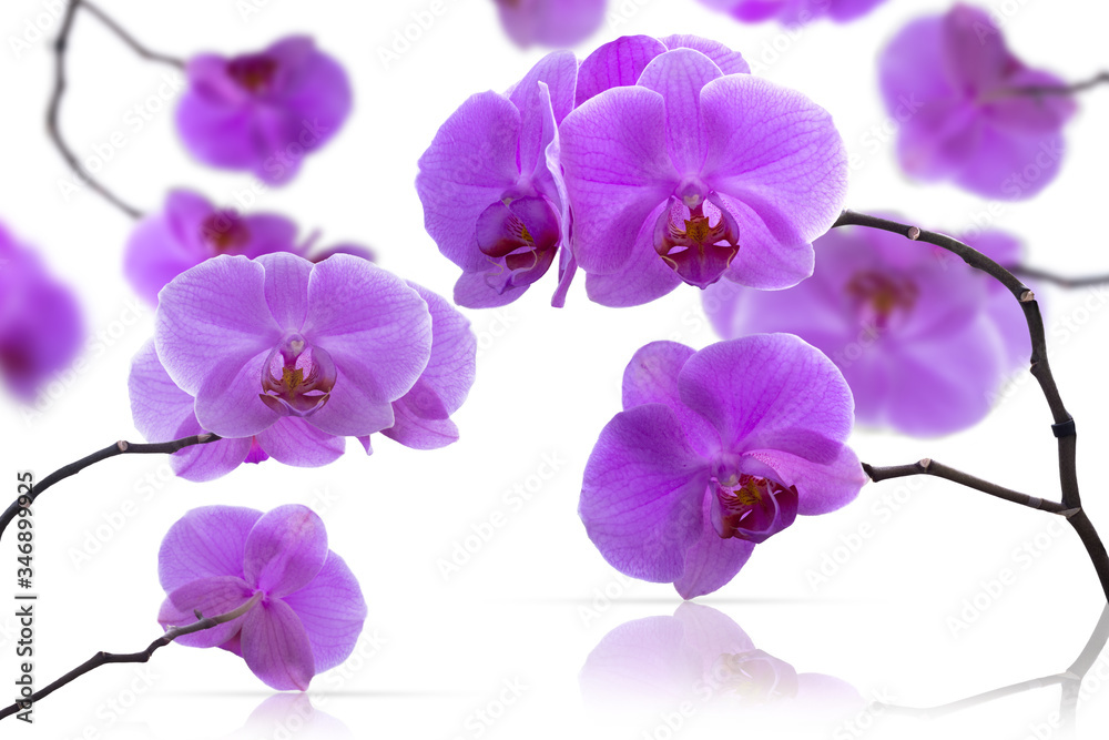 Purple orchid flower isolated on white background Purple orchid flower isolated on white background
