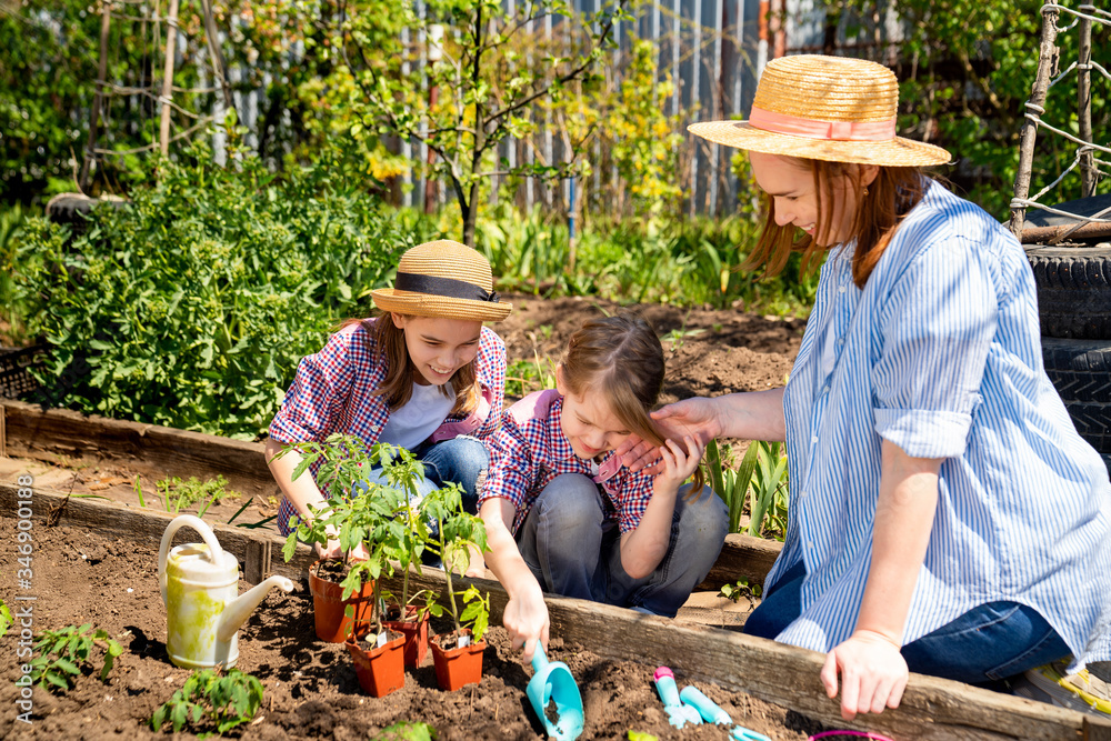 mom and her cute daughters planting seedlings mom and her cute daughters planting seedlings