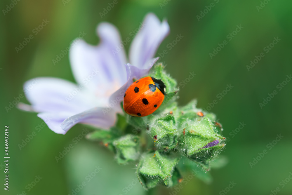 Ladybug on a white flower Ladybug on a white flower