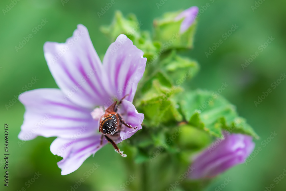 A bee pollinates a flower and collects honey A bee pollinates a flower and collects honey