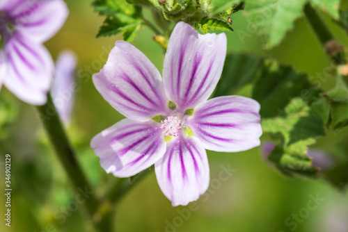 Common Mallow, Malva sylvestris flowers