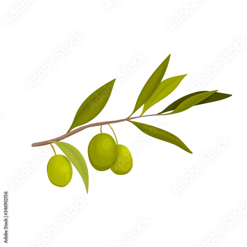 Vector illustration with olive branch in cartoon style. Label for olive oil producers, packaging design for olives. Natural realistic green fruits.