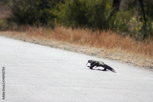 Large lizard on the road