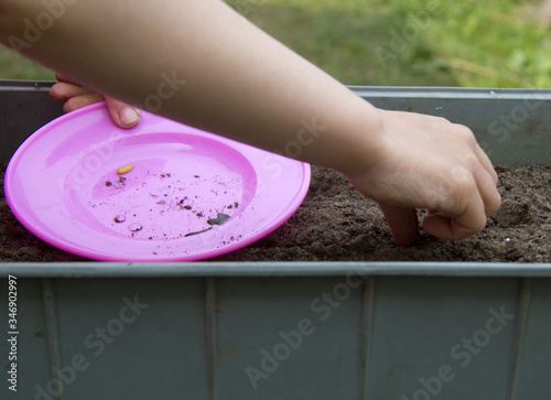 The girl's holding cucumber seeds. One seed in a small right hand, the other seeds in a pink plate in the left hand. Some seeds processed photo