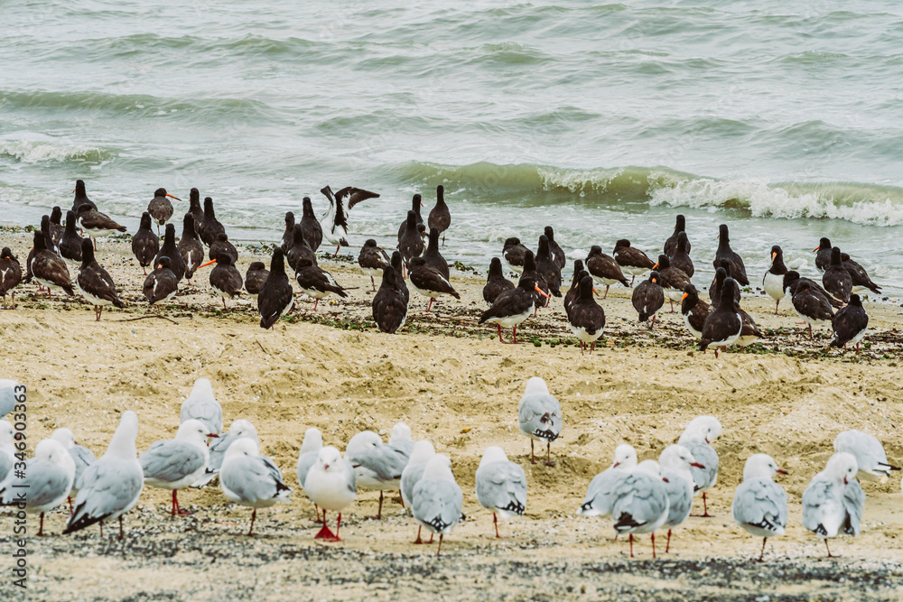 Fototapeta premium Vögel am Strand