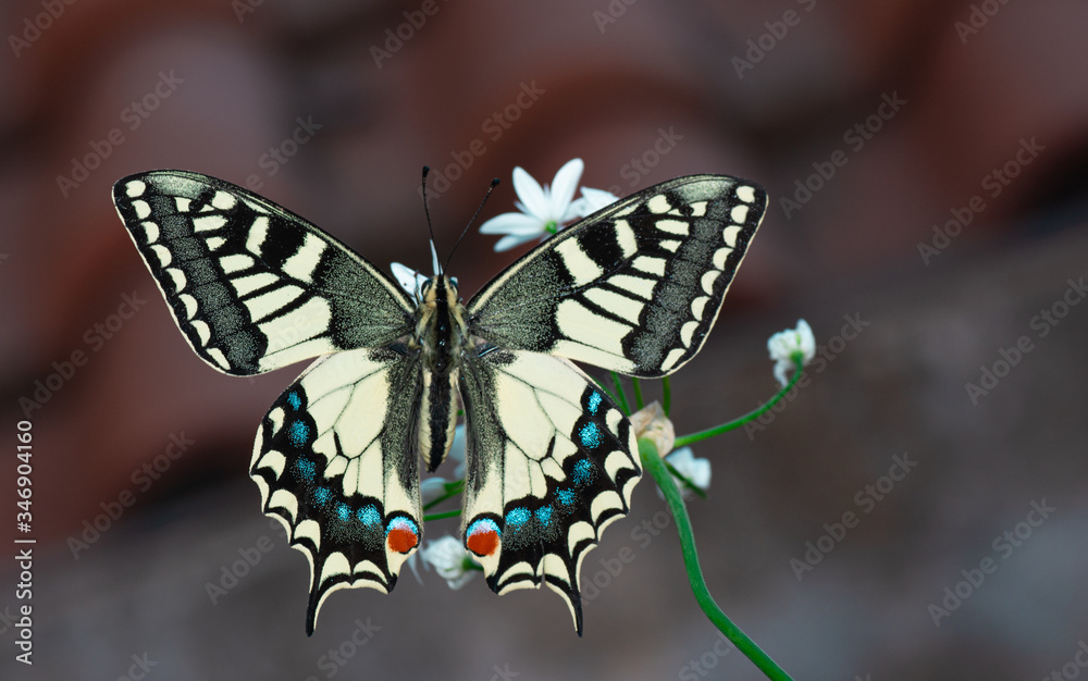 Fototapeta premium farfalla