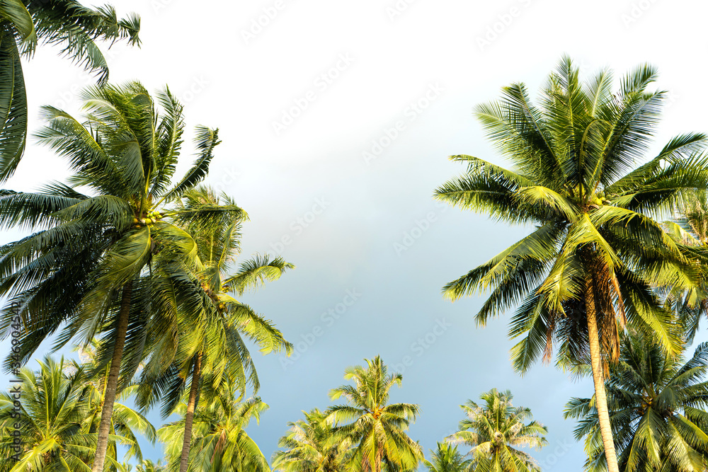 Fototapeta premium palm grove. Palm trees in the tropical jungle. Symbol of the tropics and warmth
