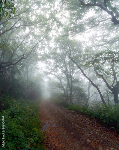 Mystic road through foggy forest. Country road in a foggy forest in the early morning in summer.