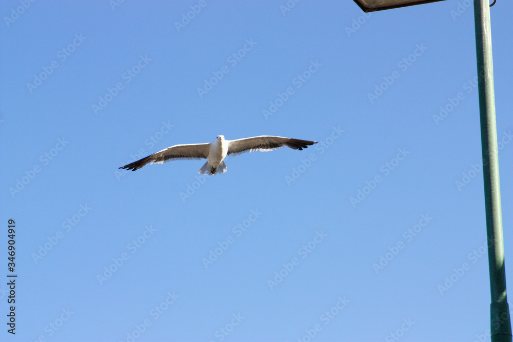 Obraz premium Large seagull in flight