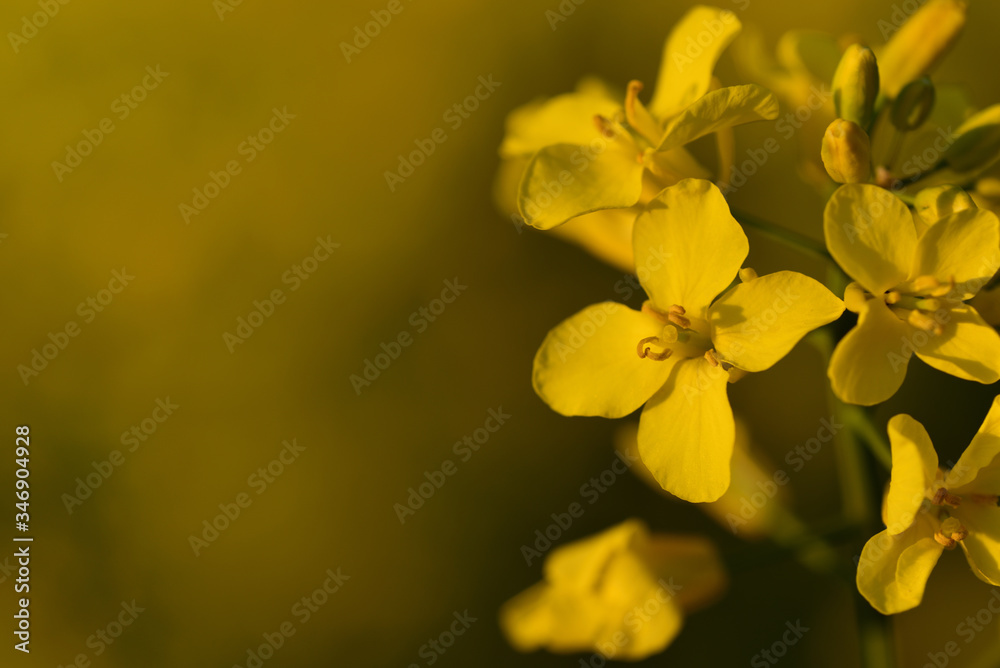 Close-up of a small rapeseed flower against a yellow background in spring Close-up of a small rapeseed flower against a yellow background in spring