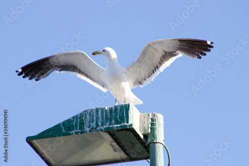 Seagull spreading its wings on a filthy lamp post