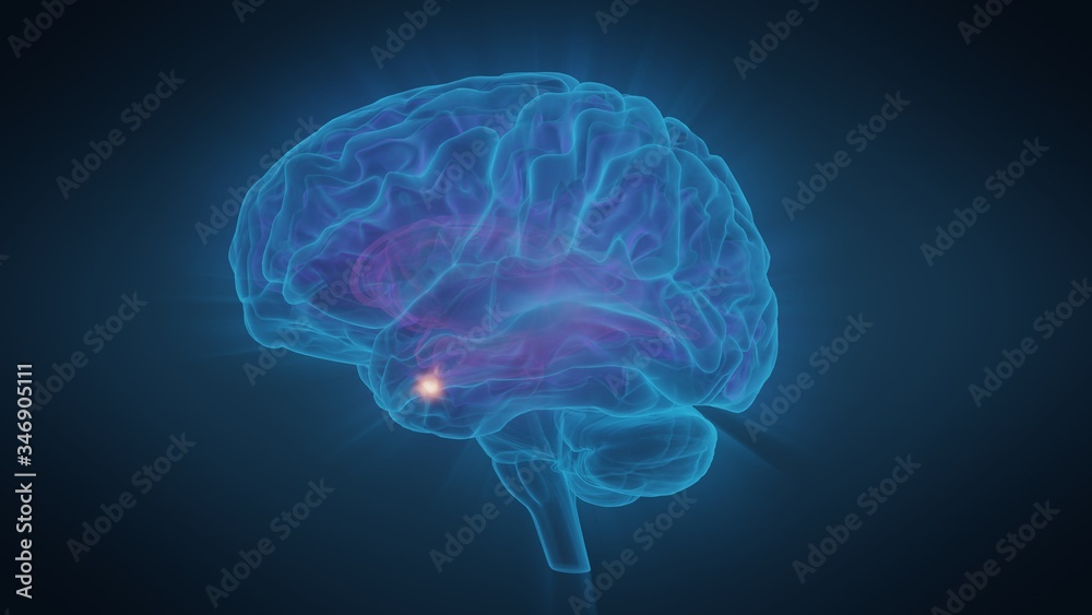 3d illustration human brain with convolutions and a radiance of light 3d illustration human brain with convolutions and a radiance of light