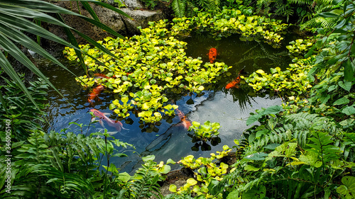 A beautiful, secluded coy pond