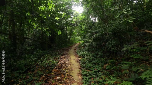 Wallpaper Mural smooth video of footpath in rainforest of southern Thailand in spring season. With sun light go through the trees. Torontodigital.ca