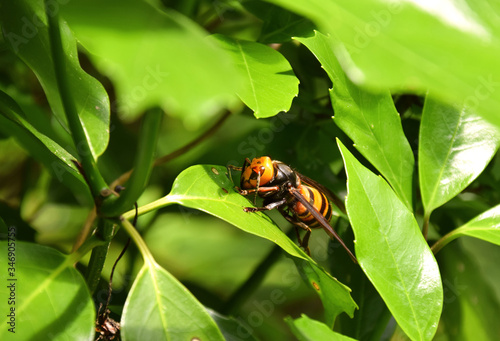 Asian giant hornet - Vespa mandarinia japonica. It is called “Osuzumebachi” in Japan.
 photo
