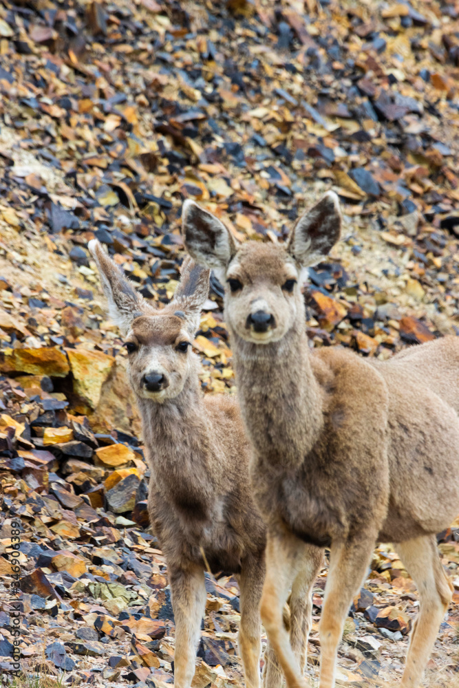 Herd of Mule Deer