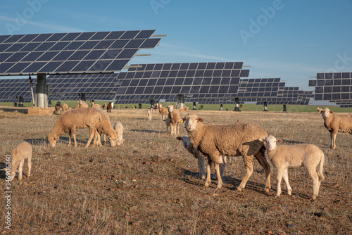 Flock of sheep grazing in field with solar panels